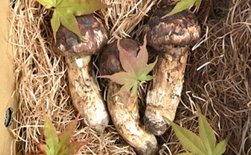 小諸市収穫　松茸　約1kg（8～15本）