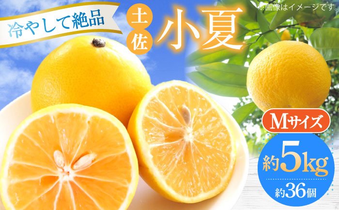 【先行予約】土佐小夏 Mサイズ 約5kg 36個前後〈2026年4月中旬〜2026年7月中旬頃発送〉/ 日向夏 みかん ニューサマーオレンジ 柑橘 フルーツ こなつ 小夏 果物 特産 5キロ 高知県 【フルーツショップオザキ】 [ATAH005]