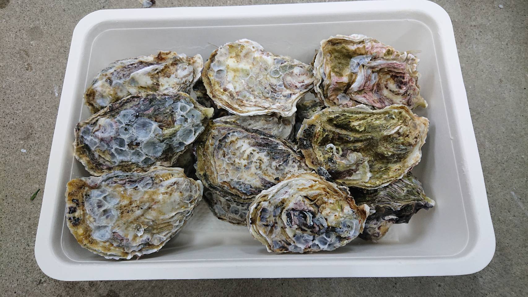 【予約商品】牡蠣 殻付き 15～20個 広島県産 新鮮 全国配送 濃厚 SDGs リピート【配送不可：離島】【配送時期：1月上旬～3月下旬】