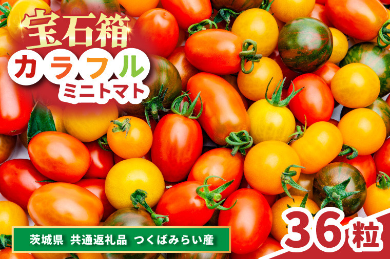 
            カラフルミニトマトの宝石箱　36粒　県内共通返礼品 (BR131)
          