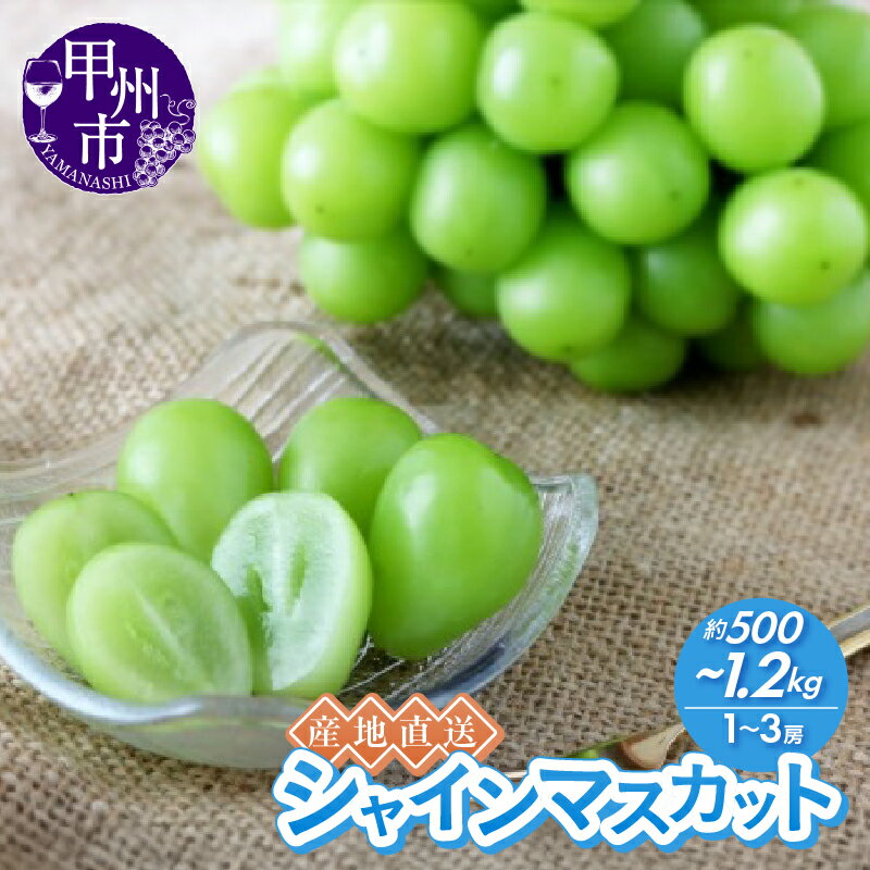 【ふるさと納税】 シャインマスカット 2026年 先行予約 選べる内容量 約500g 約1kg 約1.2kg 1～3房 果物 甲州市産 8月 9月 10月 発送 産地直送 期間限定 数量限定 果実 フルーツ くだもの 葡萄 ぶどう 甘い 大きい 山梨県 甲州市 社員マスカット （RC）