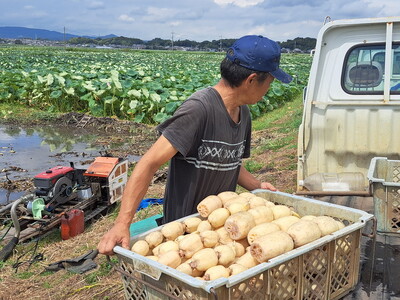 【先行予約】レンコン 2kg ◇ ｜ 収穫仕立て 産地直送 れんこん 蓮根 蓮 やさい 野菜 煮物 甘み シャキシャキ 茨城県 土浦市産 ※2026年9月～発送