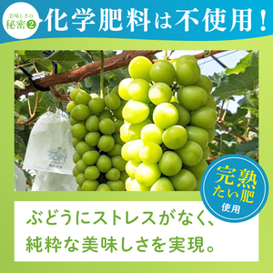 【2026年9月中旬より順次発送】令和7年度 茨城県生産力向上共励会 特別賞受賞！糖度約20～22度！美味しさにこだわったシャインマスカット（約1400g）2房 化学肥料不使用 農家直送【葡萄 ぶどう