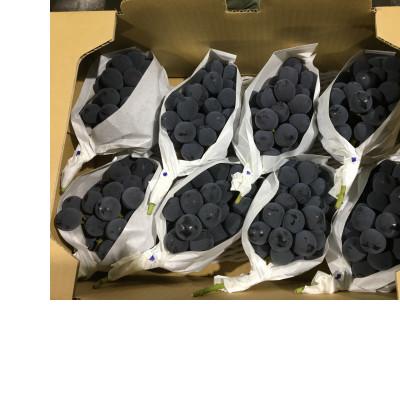 ふるさと納税 三豊市 【発送月固定定期便】三豊市ぶどう大箱(ピオーネ1回+シャインマスカット2回)全3回 |  | 01