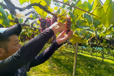 小森ぶどう園の100%ぶどうジュース (スチューベン使用) 1000ml 2本セット｜ぶどう フドウ ジュース 瓶ジュース フレッシュジュース じゅーす フルーツジュース 飲み物 飲料 ジューシー [