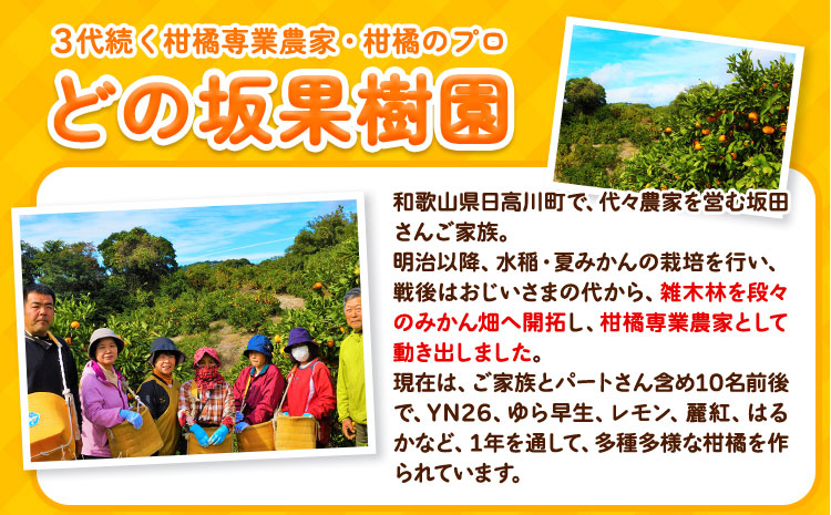 みかん 和歌山 訳あり 早生 みかん 10kg ( サイズ おまかせ ) どの坂果樹園（12月上旬-2027年2月上旬頃出荷予定》 和歌山県 日高町 産地直送 家庭用 規格外 不揃い 果物 柑橘 サイ