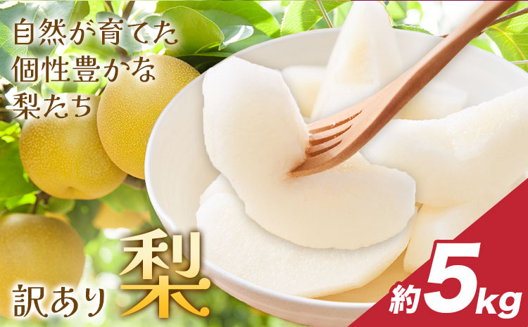 【先行予約】梨 訳あり梨  約5kg 株式会社Foody’s《2026年8月下旬-10月下旬頃出荷》なし 和梨 フルーツ 果物 ご家庭用 不揃い キズあり 菊池市産 熊本県産 九州産