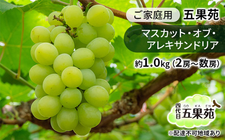 ぶどう 2026年 先行予約 ご家庭用 マスカット・オブ・アレキサンドリア 約1.0kg（2房～数房） 岡山