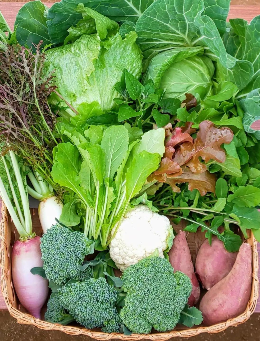 【先行予約】 訳あり 野菜セット 冬 5～7種類 2027年1月上旬以降発送 【 野菜セット 】