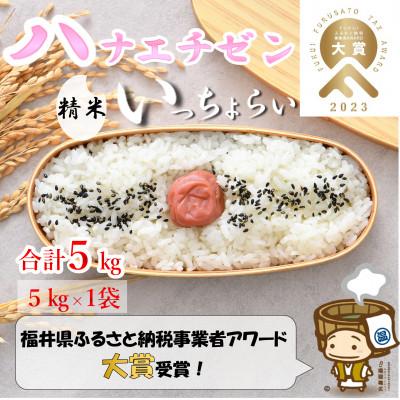 ふるさと納税 あわら市 【令和8年産】 【一等米】ハナエチゼン 精米 5kg 《発送直前精米!》