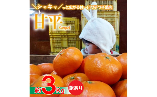 【愛媛県産】甘平 約3kg 訳あり  ＜2025年1月下旬～発送予定＞ 柑橘 みかん 果物 くだもの フルーツ おすすめ 高級 人気 お取り寄せ グルメ ギフト 家庭用 期間限定 数量限定 ご当地 愛媛県 松山市