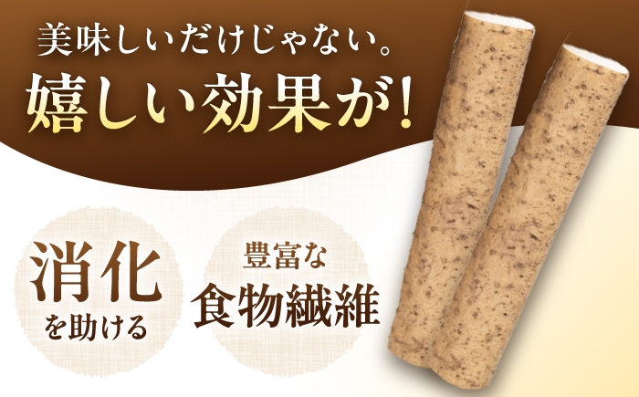 高級自然薯 桐箱 とろろ 山芋 じねんじょ 産地直送 お取り寄せ 自然薯 新鮮 贈答 ギフト おすすめ 人気 岐阜県 恵那市
