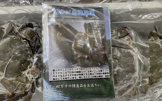 清流 四万十川 天然 モクズガニ 約1kg 濃厚な旨み 大小混合 冷凍 クール 国産 鮮度 魚介類 かに カニ 蟹 つがに ツガニ もくずがに かに汁 だし カニみそ 川ガニ 高知県 四万十市 しまん
