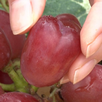 【2026年先行受付】10月下旬より発送「牧丘天空の丘マイハート」約1kg(2～3房)【配送不可地域：離島】