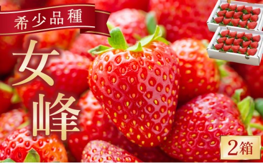 いちご 数量限定 高級いちご【女峰】幻の京都亀岡産 2箱分 ※化学肥料・農薬極力不使用《イチゴ 苺 フルーツ 希少 高級 農家直送 果物 くだもの 春 旬 京都 贈答 プレゼント 贈り物 ichigo strawberry itigo》 ※2026年1月中旬～5月下旬頃に順次発送予定