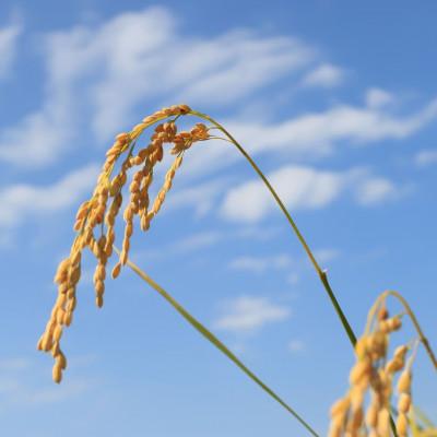 ふるさと納税 大潟村 特別栽培米 あきたこまち 白米 10kg |  | 01