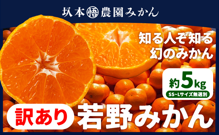 訳あり 若野みかん 約5kg サイズ無選別 圦本悟農園《12月上旬-2月中旬頃出荷》和歌山県 日高川町 旬 新鮮 果物 柑橘 フルーツ 国産 送料無料 ミカン みかん 温州みかんst-p