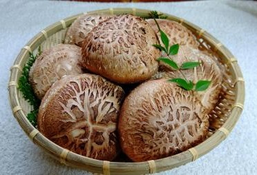 ＜原木 生椎茸「霧源（MUGEN）」約500g（6～8枚）芳醇な香りと肉厚の食感 愛媛県産＞ 肉厚 しいたけ キノコ きのこ 野菜 ジューシー 愛媛県 西予市