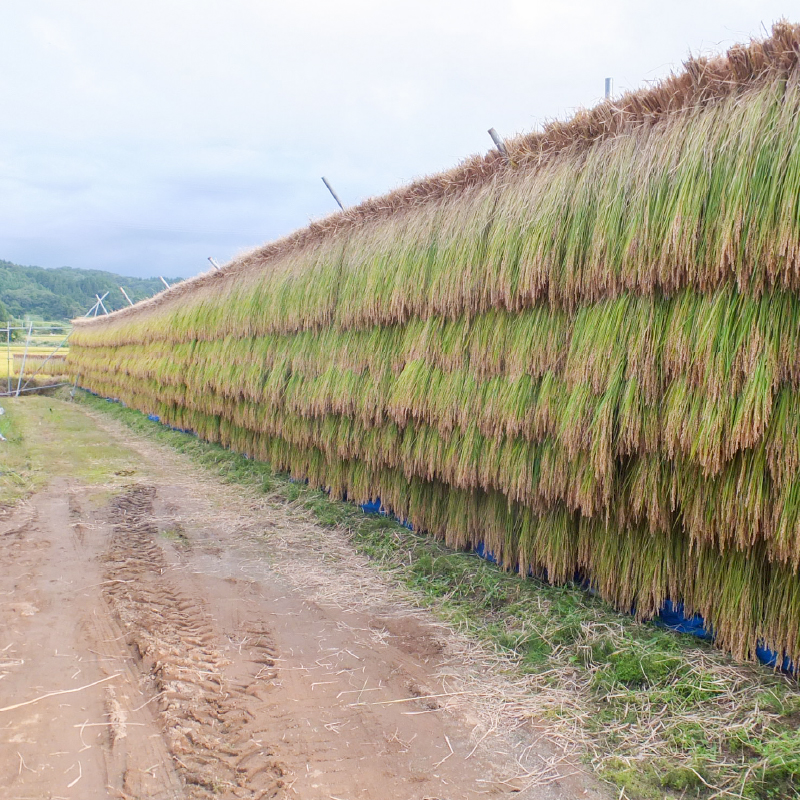 【50セット限定】令和5年産 新潟上越清里産 特別栽培米コシヒカリ10kg(5kg×2袋)玄米 こしひかり 米 上越産