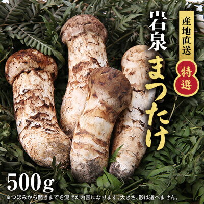 【ふるさと納税】【2026秋発送】【特選】岩泉まつたけ 直送 500g【配送不可地域：離島】【1423385】