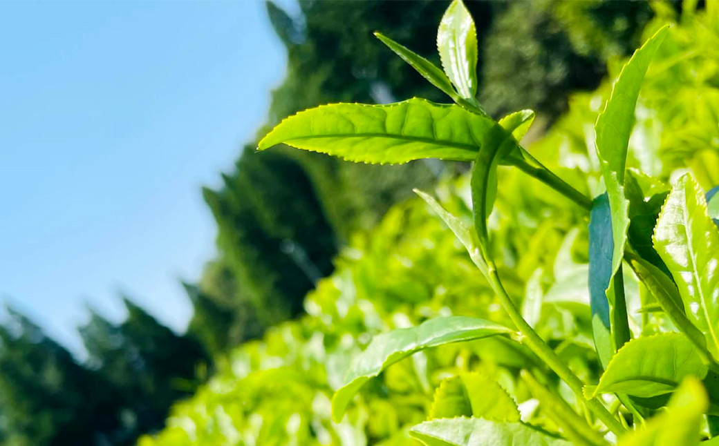 なごみ茶園の 煎茶 セット (かぶせ茶×2)