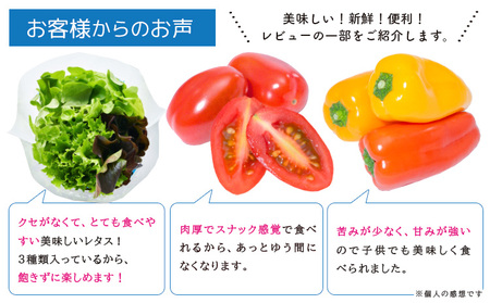 野菜 サラ詰め合わせセット　野菜セット