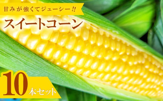 
味来コーン　10本入り【朝採れ とうもろこし みらいコーン 先行予約 期間限定 数量限定 季節限定 早期予約 予約 野菜 やさい 夏野菜 夏やさい トウモロコシ】
