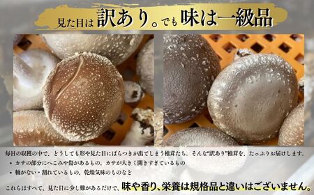 訳あり 肉厚国産 生しいたけ 500g | しいたけ 株式会社レインボー