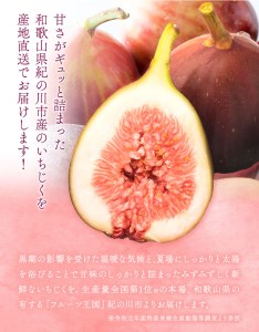 【和歌山県紀の川市産】新鮮いちじく約300g×4パック入り 紀の川市厳選館《2024年9月上旬-11月中旬頃出荷予定》和歌山県 紀の川市