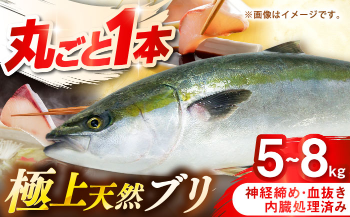 壱岐産　天然ブリ　丸ごと1本　5kg～8kg《壱岐市》 【みやげ処 縁由】 [JBJ029]