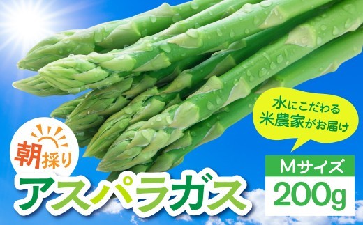 数量限定《先行予約》令和9年産 6月下旬～順次発送 米 農家がつくる！ 水にこだわった朝採れアスパラガス M 200g 野菜 春野菜 夏野菜 アスパラ 朝採れ 訳あり わけあり 不揃い お米 農家 池本農園