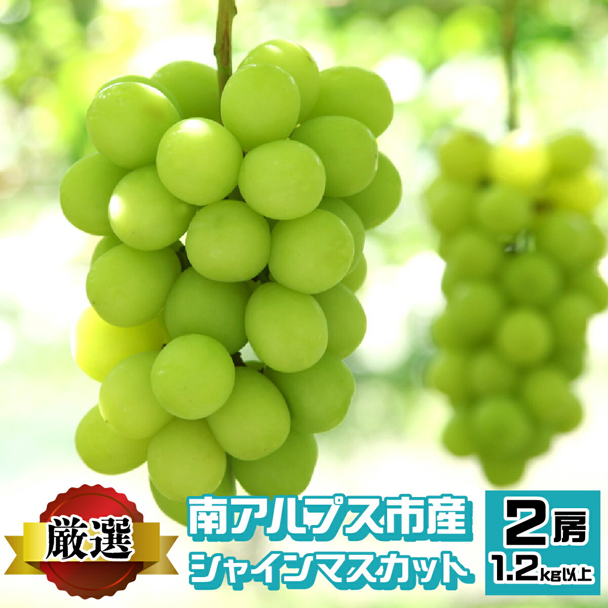【ふるさと納税】 南アルプス市産 シャインマスカット 1.2kg以上　（2房） ふるさと納税 おすすめ 山梨県 南アルプス市 送料無料 ALPEV001