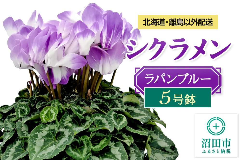 
            《12月上旬～下旬発送》北海道・離島以外配送 シクラメン5号鉢 ラパンブルー
          