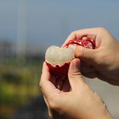 ふるさと納税 安芸市 メリーガーデンの生ライチ |  | 03