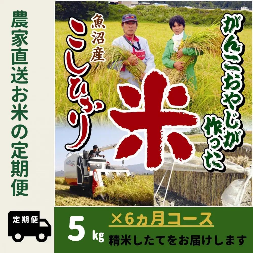 【令和8年新米】6か月定期便　がんこおやじが作った南魚沼産コシヒカリ白米５kg | 白米【2026年10月上旬より順次発送】