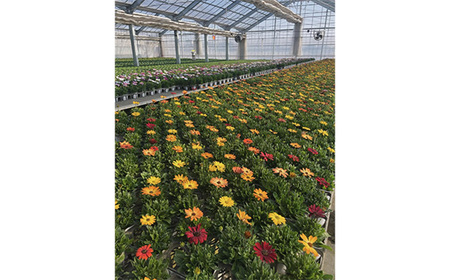 No.147 【季節の寄植えリース】ウォームセレクト＊花工房すなが＊