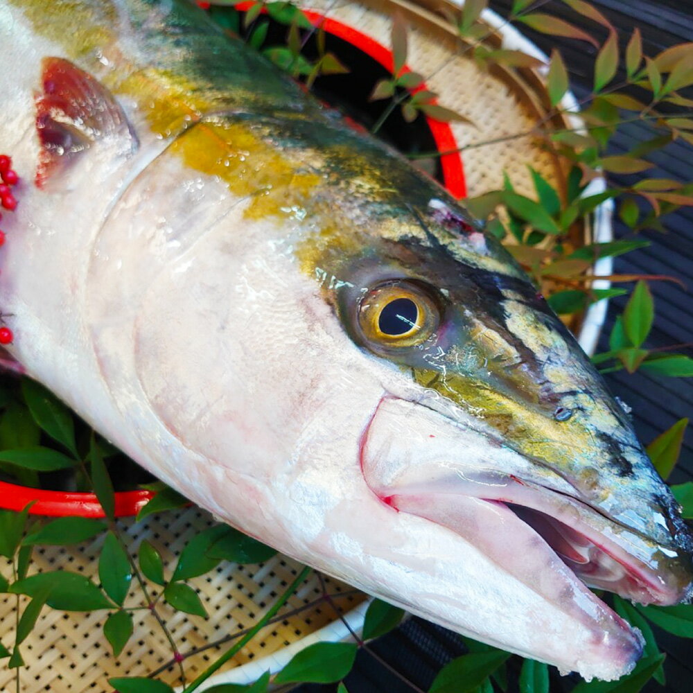 【ふるさと納税】長崎近海 活き〆天然寒ぶり 1匹 8kg台（8.2kg～8.8kg） 丸ごと1本!! ブリ 鰤 魚介類 鮮魚 水産物 刺身 ぶりシャブ 照り焼き 塩焼き 冷蔵 長崎県産 国産 九州 長崎県 長崎市 送料無料 【2025年9月下旬～2026年2月下旬迄発送予定】