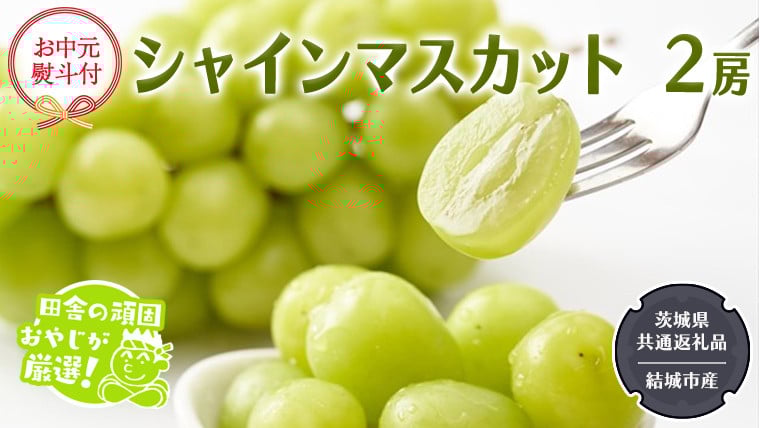 
            【お中元 熨斗付】 シャインマスカット 2房 【2025年7月から発送開始】 （茨城県共通返礼品 [ぶどう]：結城市産） 田舎の頑固おやじが厳選！ マスカット 種なし 高糖度 ギフト お中元 甘い 美味しい フルーツ ぶどう
          