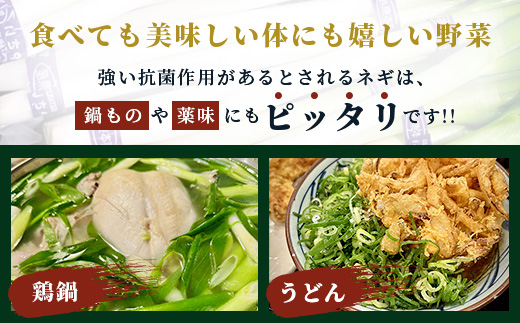 【先行予約】井上農園の白ネギ 「球磨美人」 Mサイズ×40本 【2024年11月中旬より順次発送】 白ネギ 白葱 ネギ 長ネギ 長葱 ねぎ 鍋 薬味 冬野菜 国産 114-0502