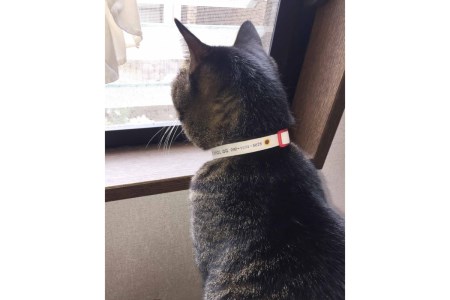 軽くて肌に優しい 猫介護期用首輪（ピンク）アジャスター付き オーダーメイド オリジナル ねこ 介護 高齢猫 オーガニックコットン100％ 迷子時も安心 名前付き 熱転写 プリント 老猫介護 おすすめ 