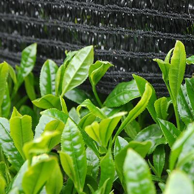 ふるさと納税 掛川市 静岡の茶草場農法　高級深蒸し掛川茶「菱東」さえみどり　かぶせ茶　80g×3本セット |  | 02