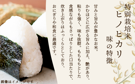 【令和7年 新米予約】特別栽培米「ヒノヒカリ」10kg 精米 井上農園 10月より順次出荷 熊本県 お米 白 米 精米 ひのひかり 国産 114-0601