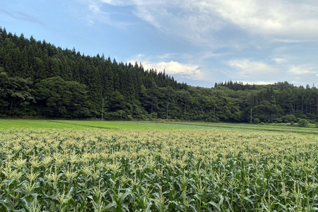 【2026年夏の予約受付開始！】TAKA農園『恵味（めぐみ）スター』2Lサイズ（1本450ｇ相当）×10本セット、約4.5kg｜信濃町名産とうもろこし／スイートコーンの人気品種を事前予約限定で受付中！