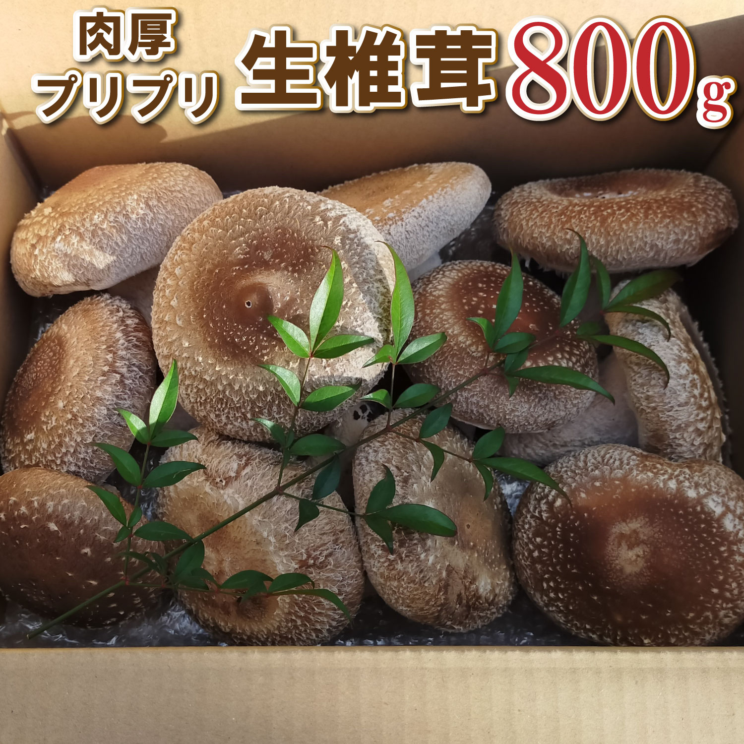 【ふるさと納税】大きな椎茸 肉厚プリプリ生椎茸 800g！[672] シイタケ しいたけ