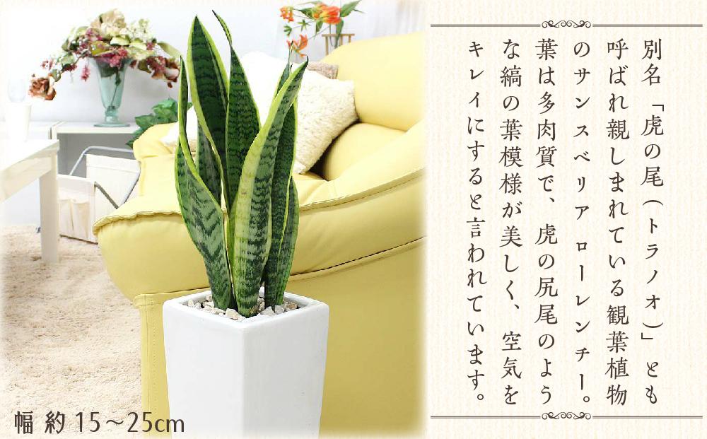 【観葉植物】サンスベリア ホワイト陶器鉢 6号 ストレート 高さ：約55～70cm ｜観葉植物 インテリア 部屋 おしゃれ 福岡県筑前町 送料無料