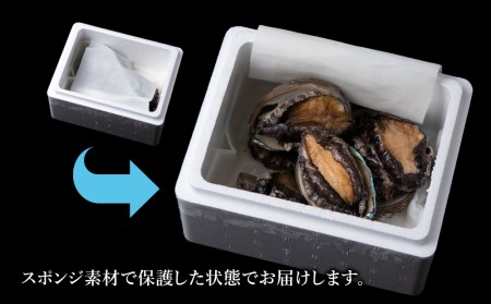 利尻島産 直送！天然 活えぞあわび 500g 鮑 海鮮 冷蔵 お刺身 魚介 お祝い【福士水産】