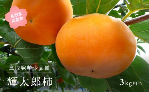 【YA11】輝太郎 [柿]（進物用3kg箱）10月出荷予定 ＜数量限定＞