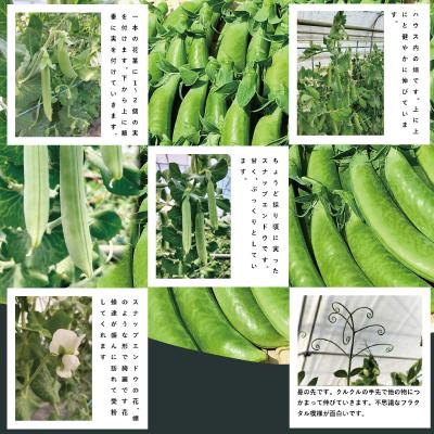 ふるさと納税 大館市 スナップエンドウ  プリッと甘い!約700g |  | 01