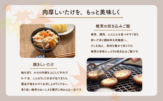 肉厚生しいたけ 【選べる容量】　椎茸 しいたけ シイタケ 肉厚 生椎茸 国産 800g 1kg