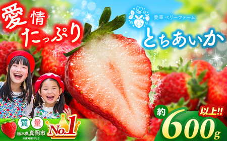 【1月発送】いちご王国の愛され苺 とちあいか 300ｇ以上2パック（平パック）｜2026年 先行予約 1月 苺 いちご イチゴ ストロベリー strawberry 厳選 手作り 特産品 美味しい おいしい 旨い 美味い 人気 旬 新鮮 栃木県 真岡市 送料無料